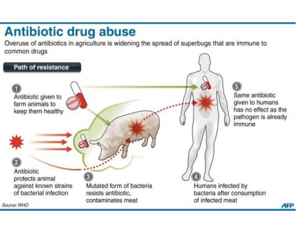 FDA Prohibits Giving Popular Antibiotic To Animals